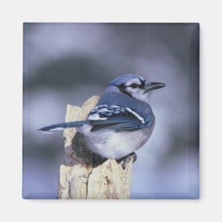 Imã Blue Jay