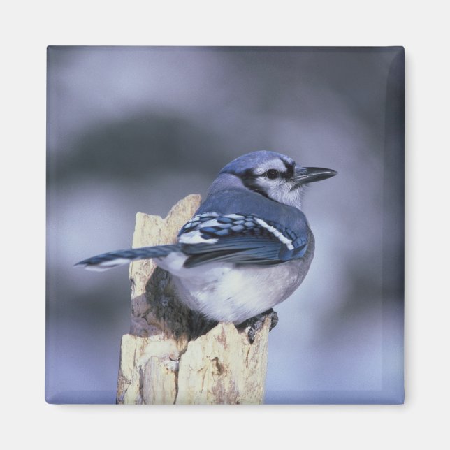 Imã Blue Jay (Frente)