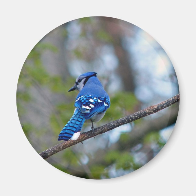 Imã Blue Jay (Frente)