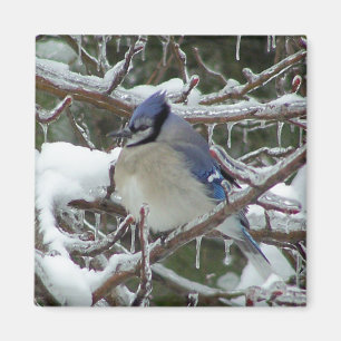 Imã Blue Jay