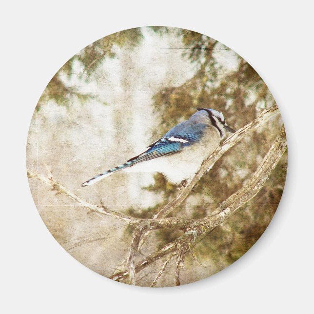 Imã Blue Jay (Frente)