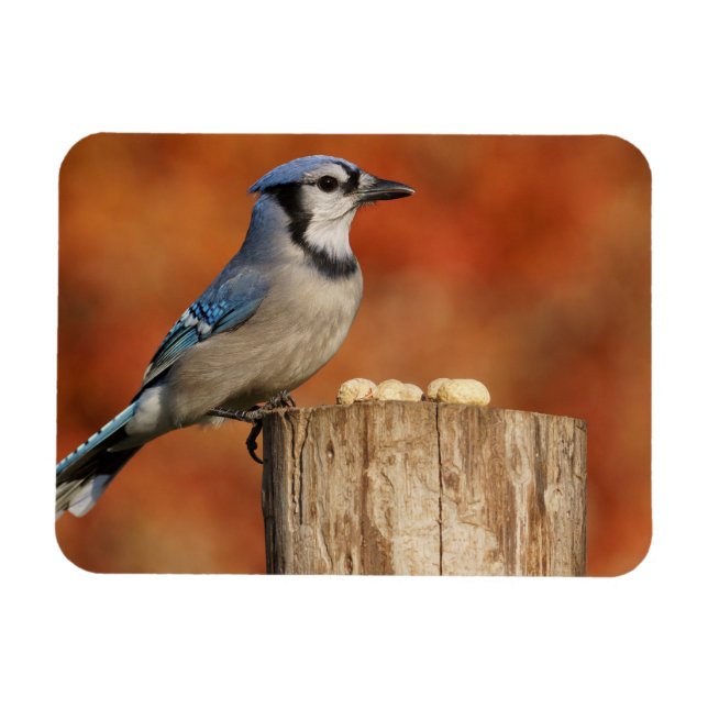 Ímã Blue Jay (Horizontal)