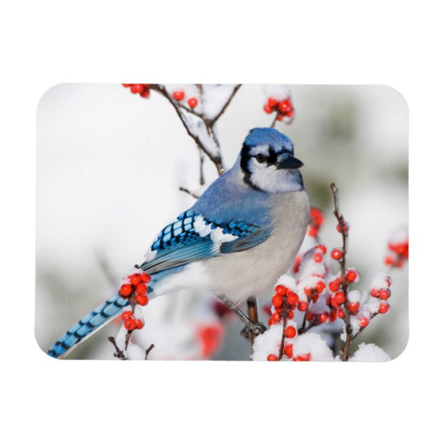 Ímã Blue Jay em Common Winterberry (Horizontal)