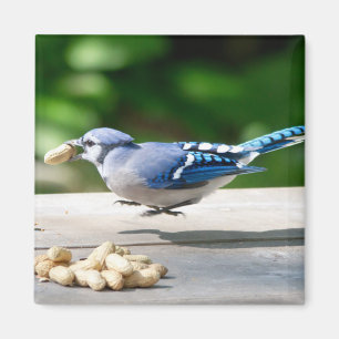 Imã Blue Jay ganhando um amendoim