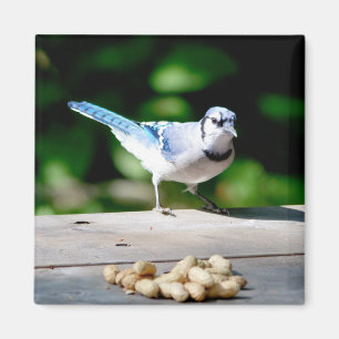 Imã Blue Jay ganhando um amendoim