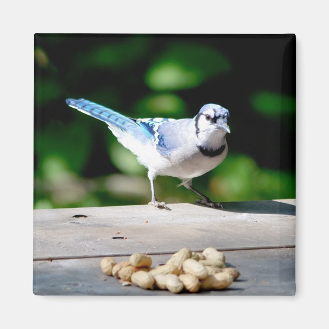 Imã Blue Jay ganhando um amendoim (Frente)