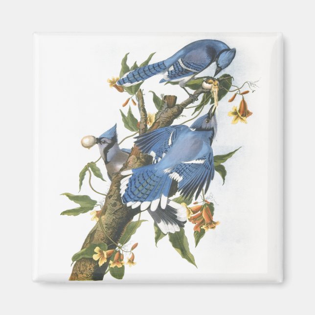 Imã Blue Jay, John James Audubon (Frente)
