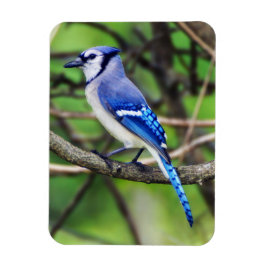 Ímã Blue Jay Magnet