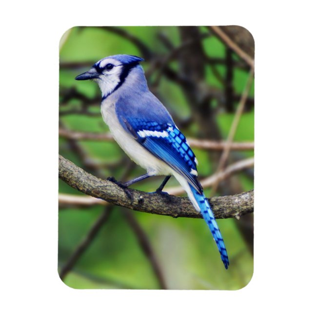 Ímã Blue Jay Magnet (Vertical)