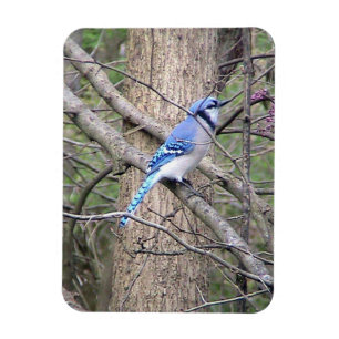 Ímã Blue Jay Magnet