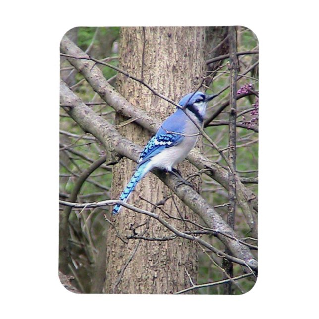 Ímã Blue Jay Magnet (Vertical)