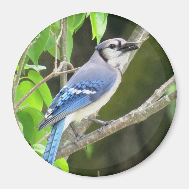Imã Blue Jay Magnet (Frente)