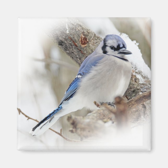 Imã Blue Jay na neve do inverno (Frente)