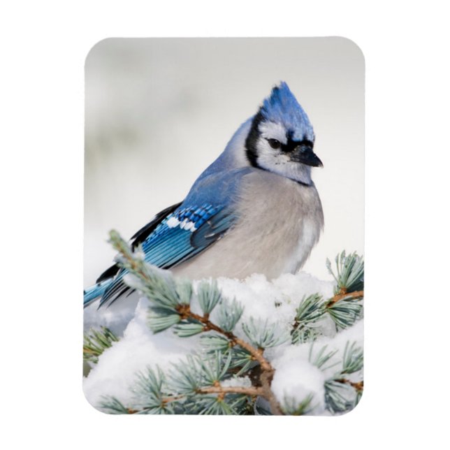 Ímã Blue Jay no Blue Atlas Cedar (Vertical)