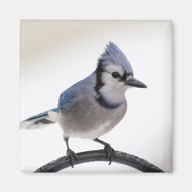 Imã Blue Jay no inverno (Frente)