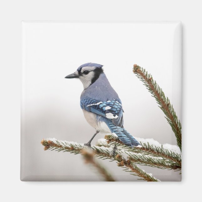 Imã Blue Jay no inverno (Frente)