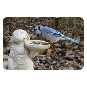 Ímã Blue Jay on Rabbit Bird Feeder Magnet