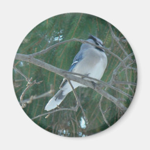 Imã Blue Jay Songbird (Cyanocitta cristata)