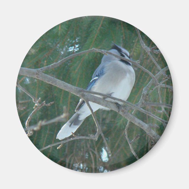Imã Blue Jay Songbird (Cyanocitta cristata) (Frente)