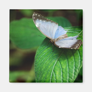 Imã Blue Morpho 112 Magnet