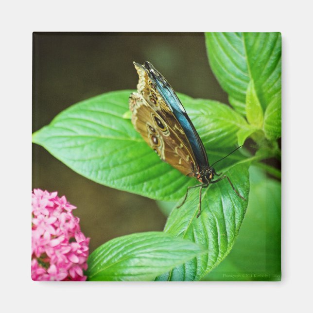 Imã Blue Morpho 143 Magnet (Frente)