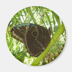 Imã Blue Morpho Butterfly - Fotografia da natureza tro