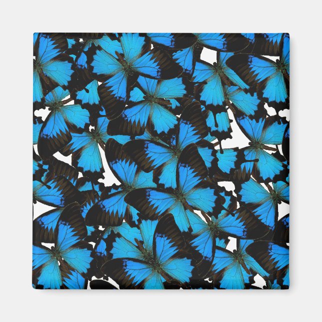 Imã Blue Mountain Swallowtail (Frente)