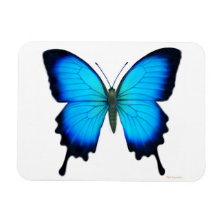 Ímã Blue Papilio Ulysses Magnet Premium da Borboleta