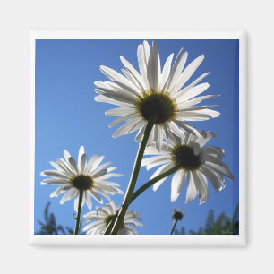 Imã Blue Skies Bloomin Daisies