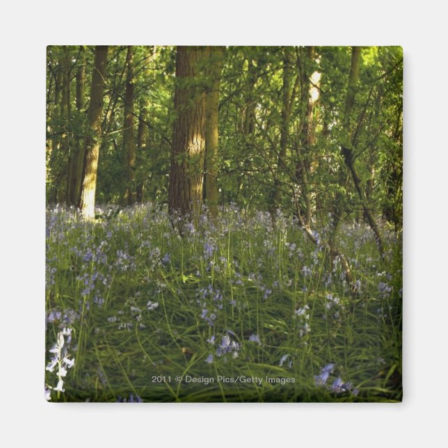 Imã Bluebeldes Em Uma Floresta (Frente)