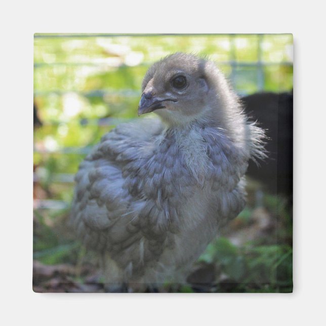 Imã Bluebell (Frente)