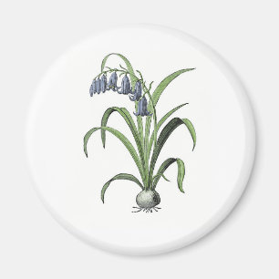Imã Bluebell