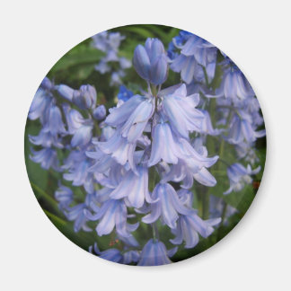 Imã Bluebells