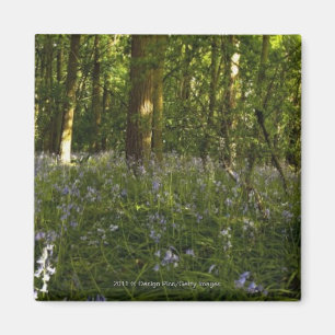 Imã Bluebells em uma floresta