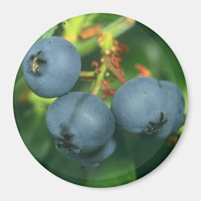 IMÃ BLUEBERRIES (Frente)