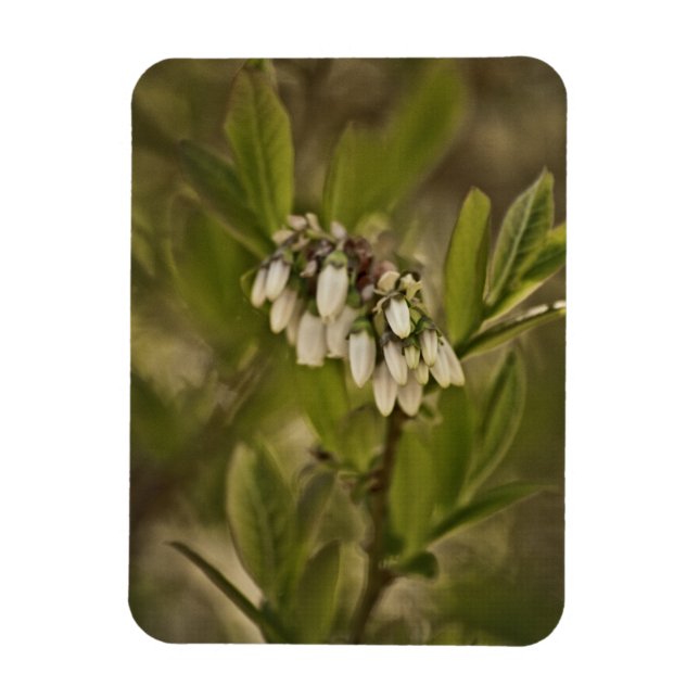 Ímã Blueberry 585 (Vertical)