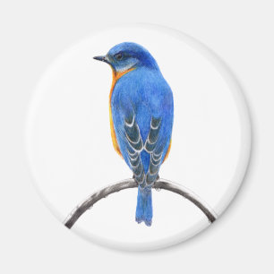 Imã Bluebird