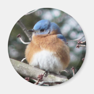 Imã Bluebird