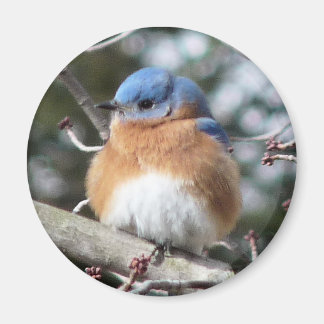 Imã Bluebird
