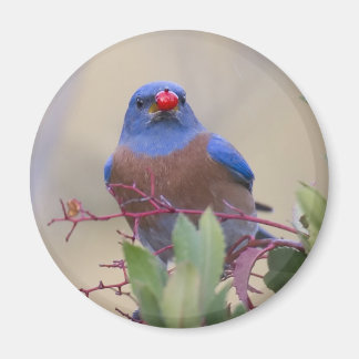 Imã Bluebird com Berry