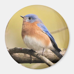 Imã Bluebird Magnet