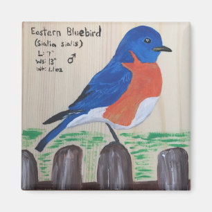 Imã Bluebird Magnet