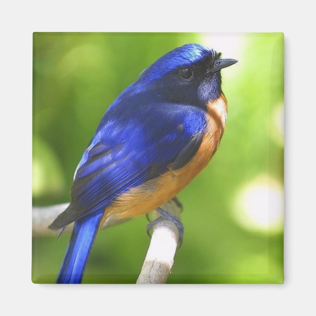 Imã Bluebird Magnet (Frente)