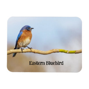 Ímã Bluebird oriental