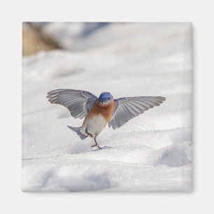 Imã Bluebird oriental dançando na neve