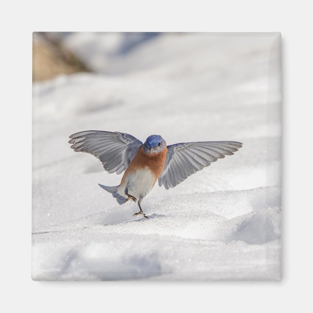 Imã Bluebird oriental dançando na neve (Frente)