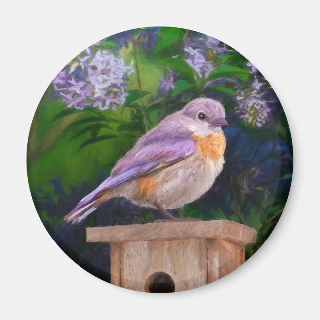 Imã Bluebird oriental na neve - Foto original (Frente)