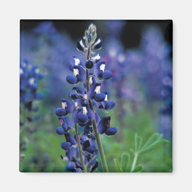 Imã Bluebonnet Fllower Texas Floral Blue (Frente)