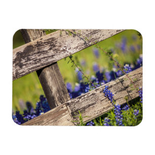 Ímã Bluebonnets de Texas em torno de uma cerca do paí
