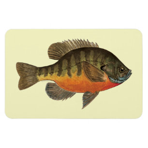 Ímã Bluegill Bream